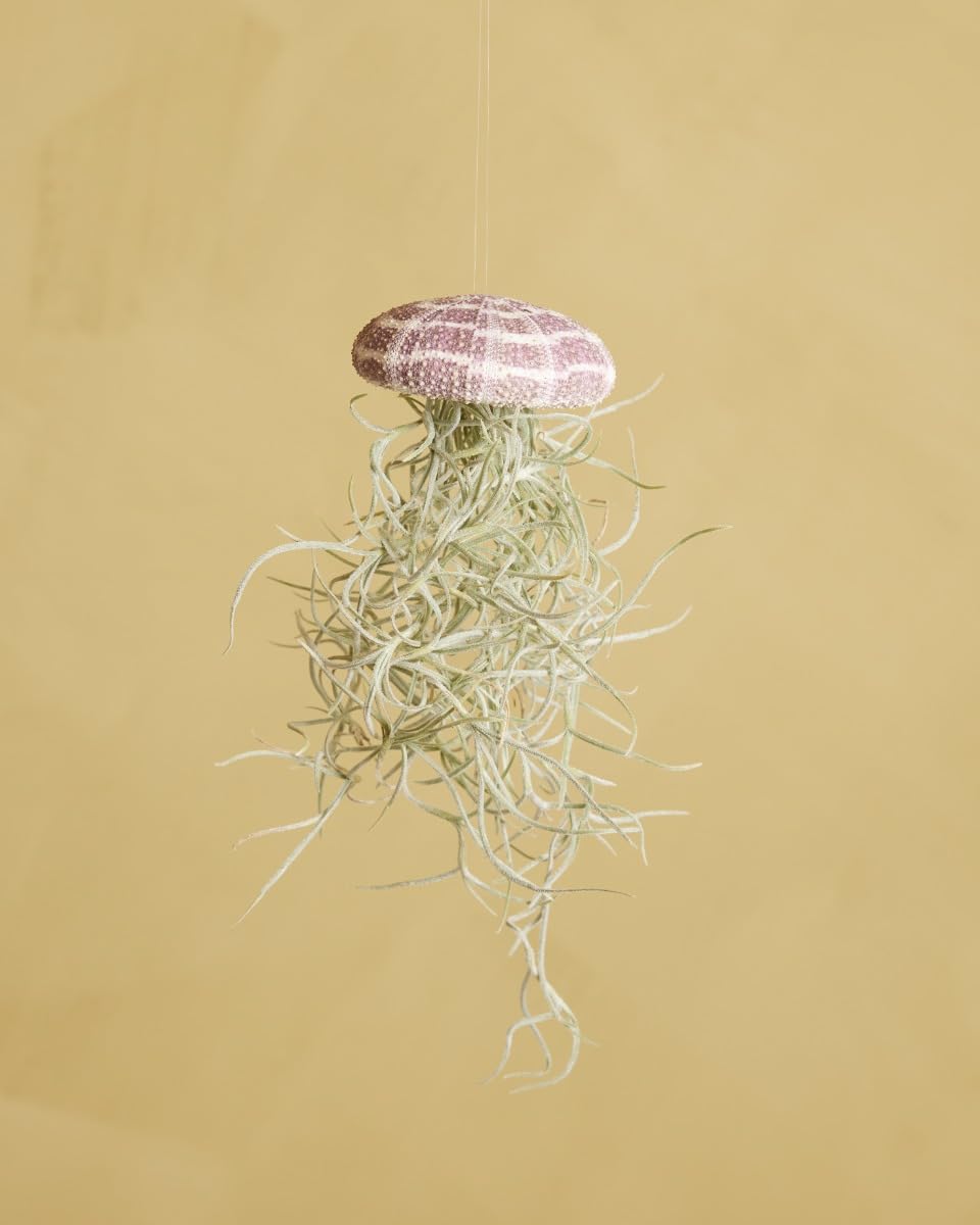 plnts-babyplnts-tillandsia-usneoides-luftpflanze-15-cm image 3