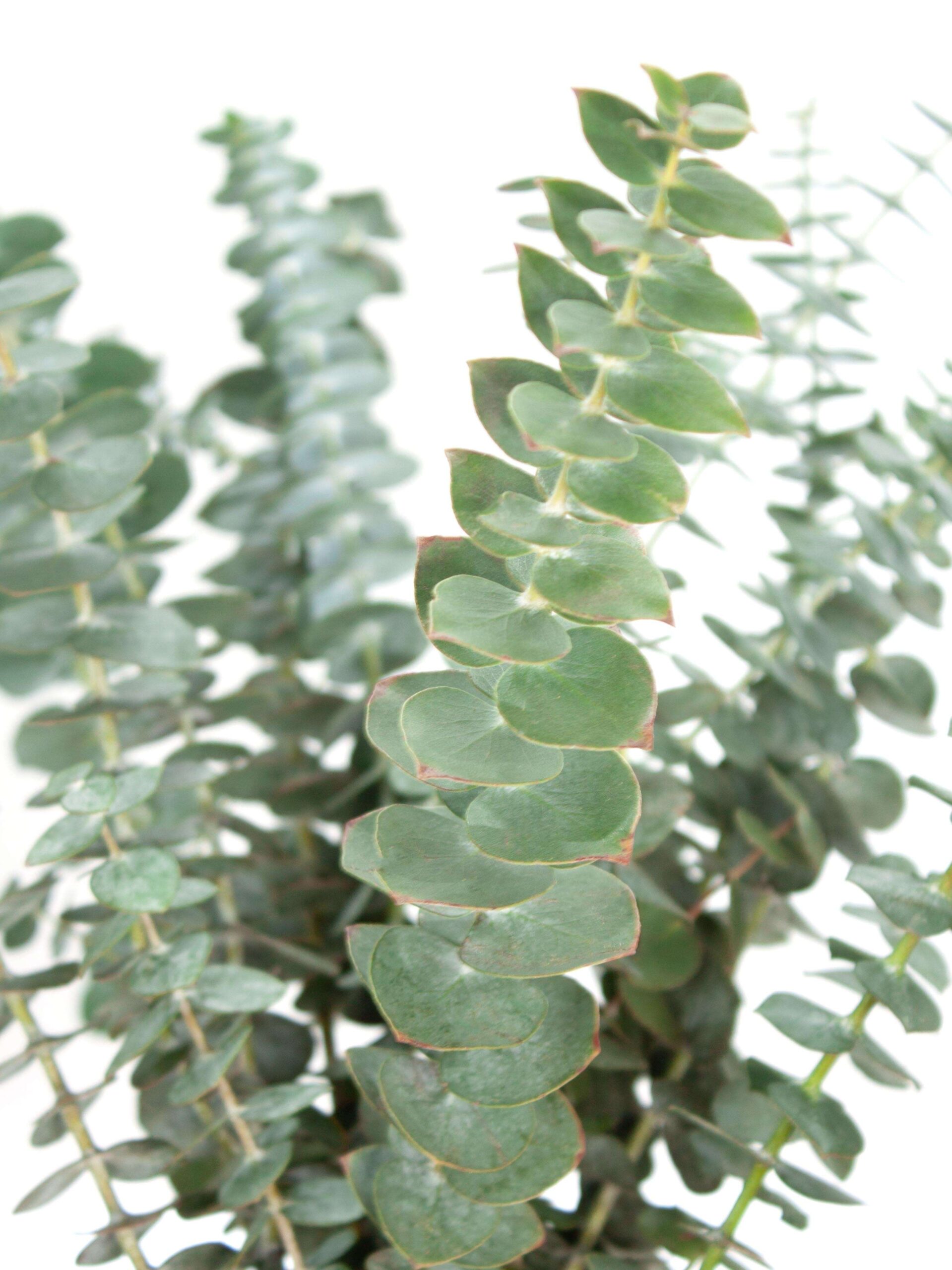 blumigo-eukalyptus-baby-blue-bund-silber-gr-n-duftend image 2