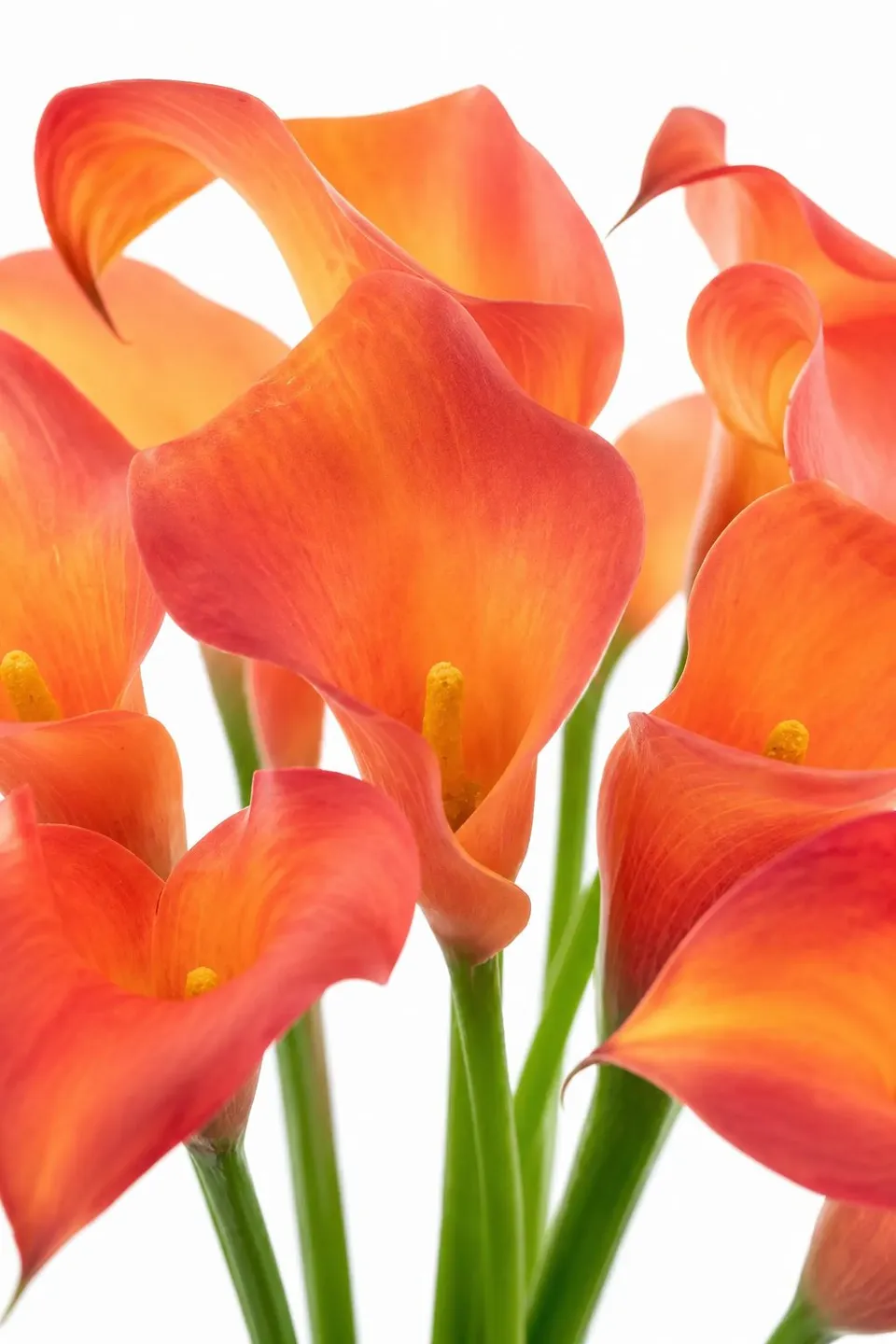 blumigo-calla-captain-odeon-schnittblume-orange-kelch image 1