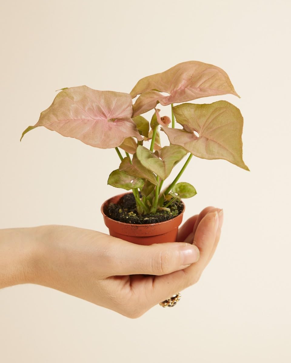 plnts-baby-syngonium-neon-zimmerpflanze-6cm-topf-10cm image 2