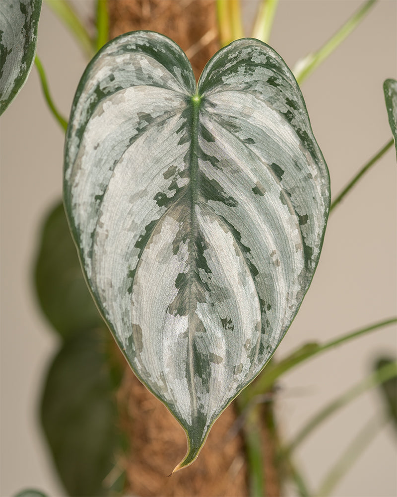 feey-variado-philodendron-brandtianum-50-60-cm-o-topf image 2