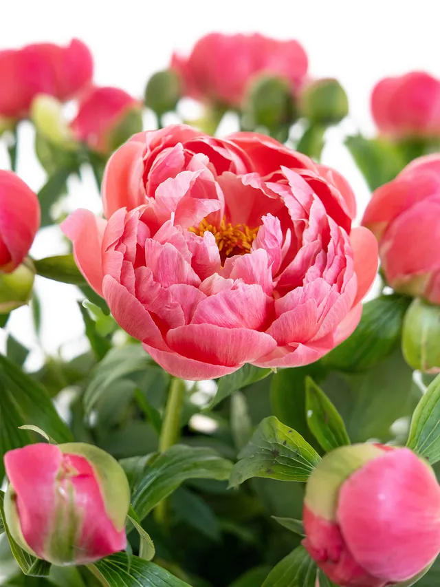 blumigo-pfingstrosen-coral-sunset-schnittblume-pink-creme image 1