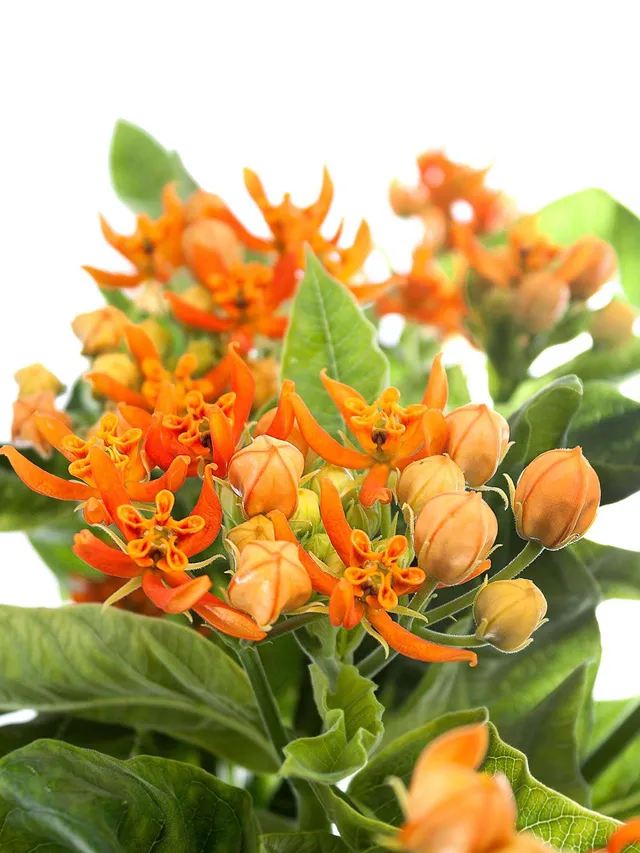 blumigo-asclepias-beatrix-knollige-seidenpflanze-schnittblume-orange image 1