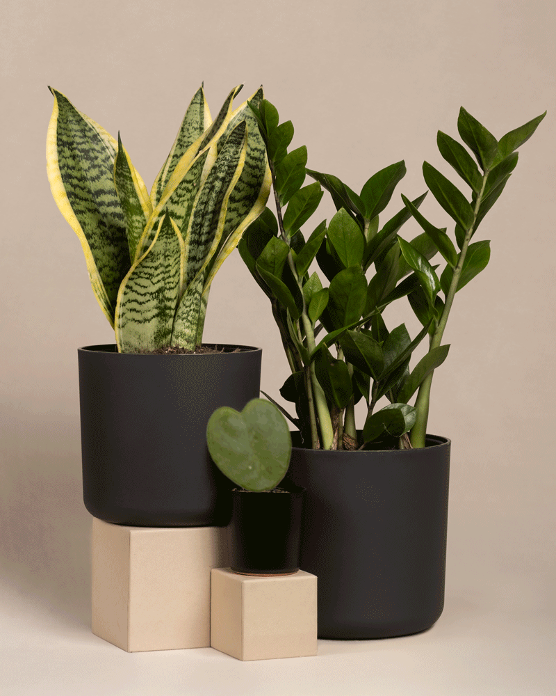 feey-variado-trio-f-r-den-farblosen-daumen-zimmerpflanzen-set-ohne-bertopf image 6