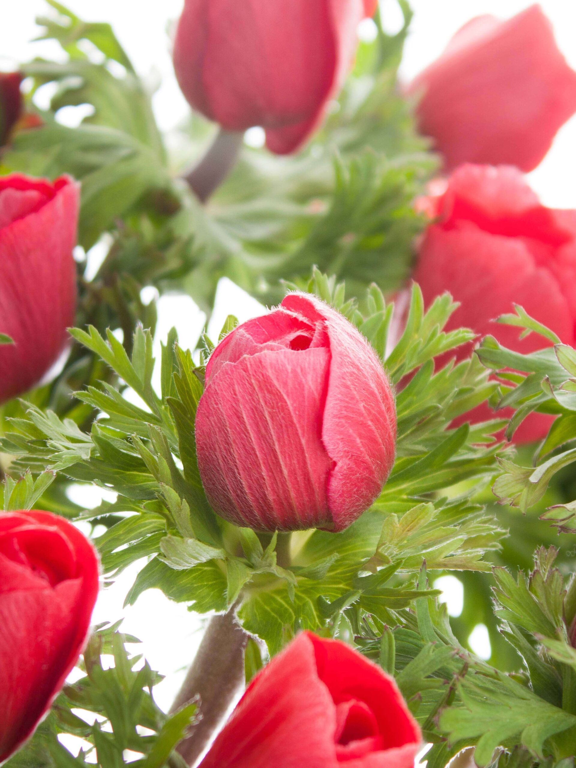 blumigo-anemonen-xl-mistral-rot-schnittblumen image 4