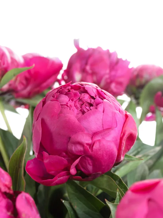 blumigo-pfingstrosen-avis-varner-schnittblume-pink image 1