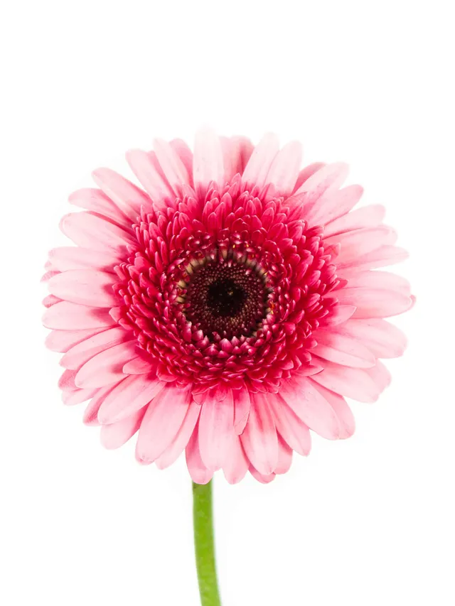 blumigo-gerbera-mini-isabelle-pink-rosa-schnittblumen image 1