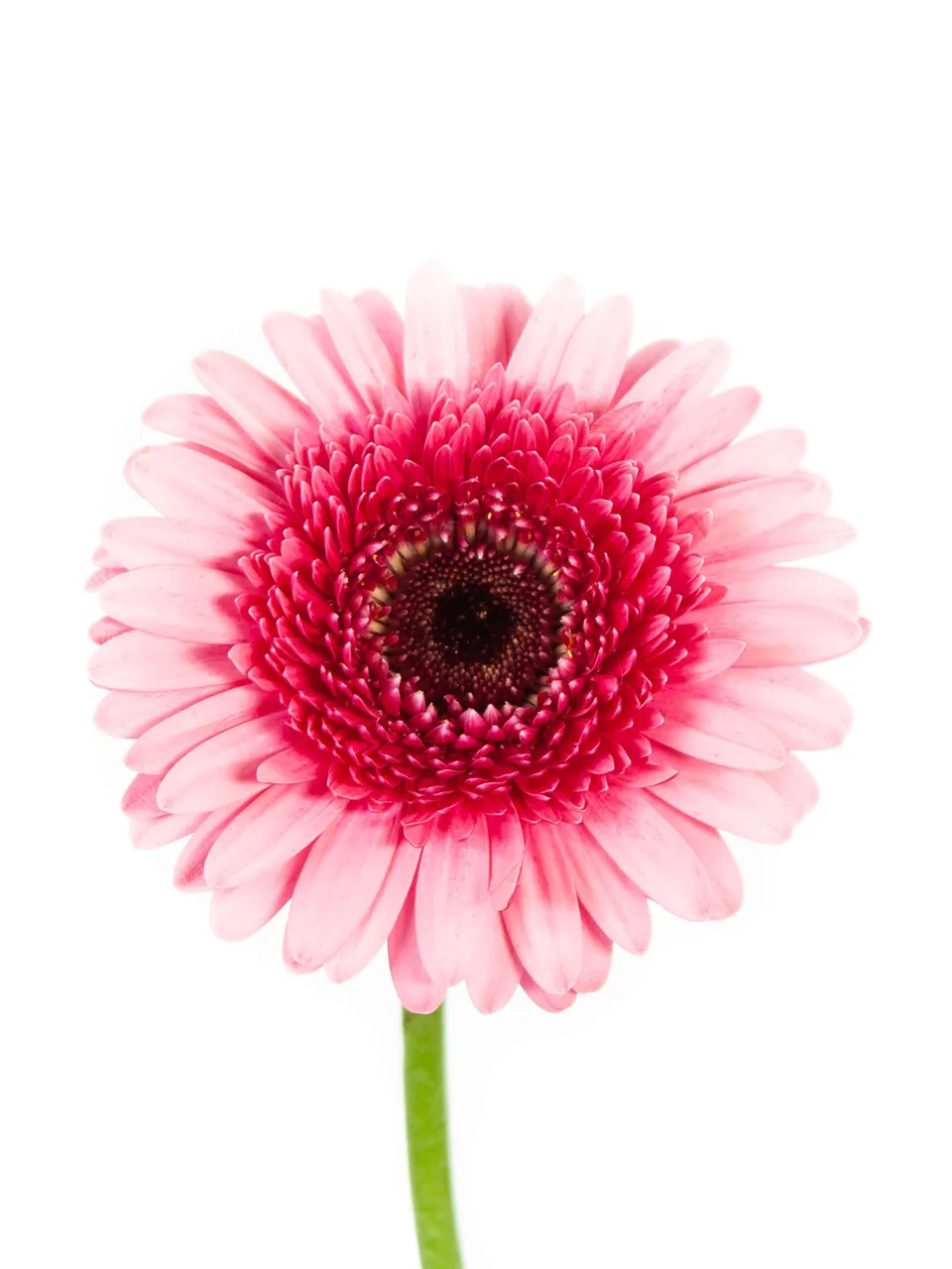 blumigo-gerbera-mini-isabelle-pink-rosa-schnittblumen image 1