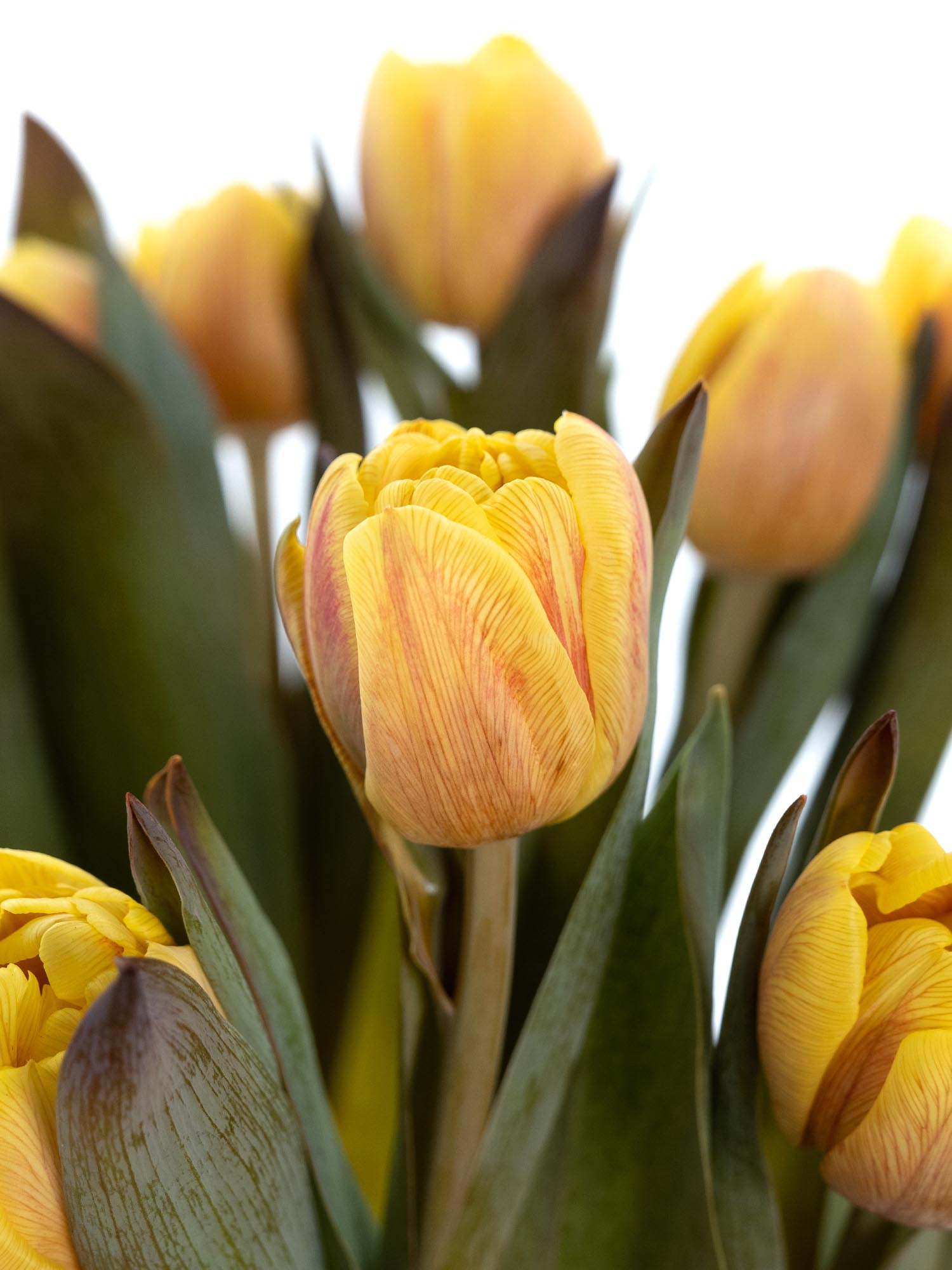 blumigo-tulpen-honey-caramel-gef-llte-schnittblume-creme image 2