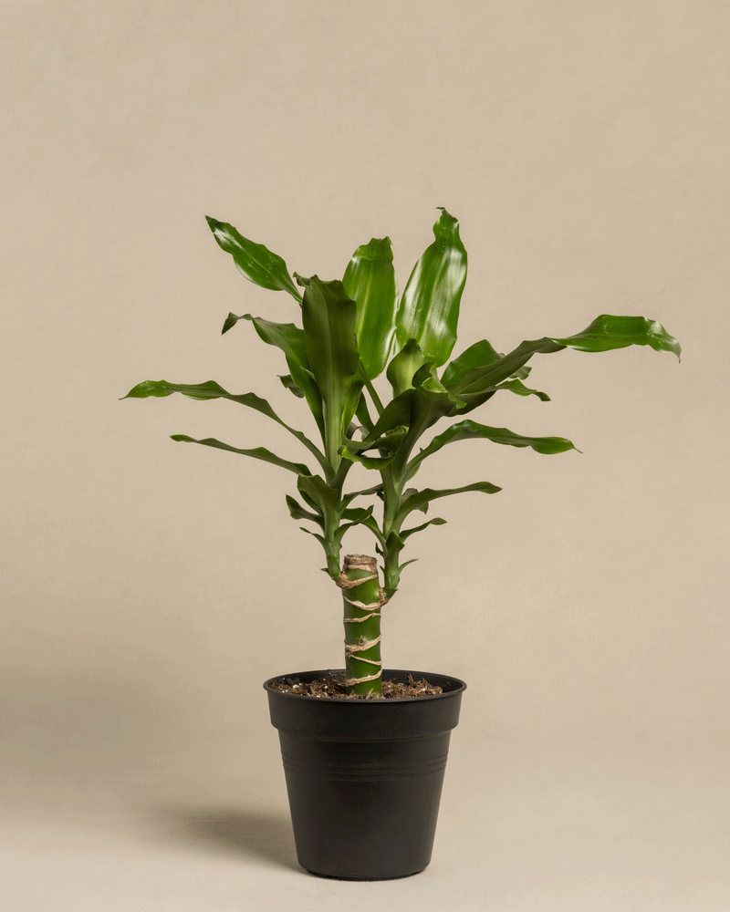 feey-variado-schweizer-berraschungspflanze-hydro-pflegeleicht image 3
