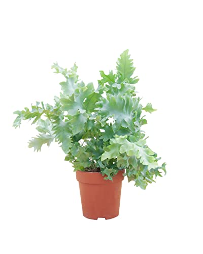 plnts-rareplnts-phlebodium-aureum-davana-zimmerpflanze-25cm-luftreinigend image 7