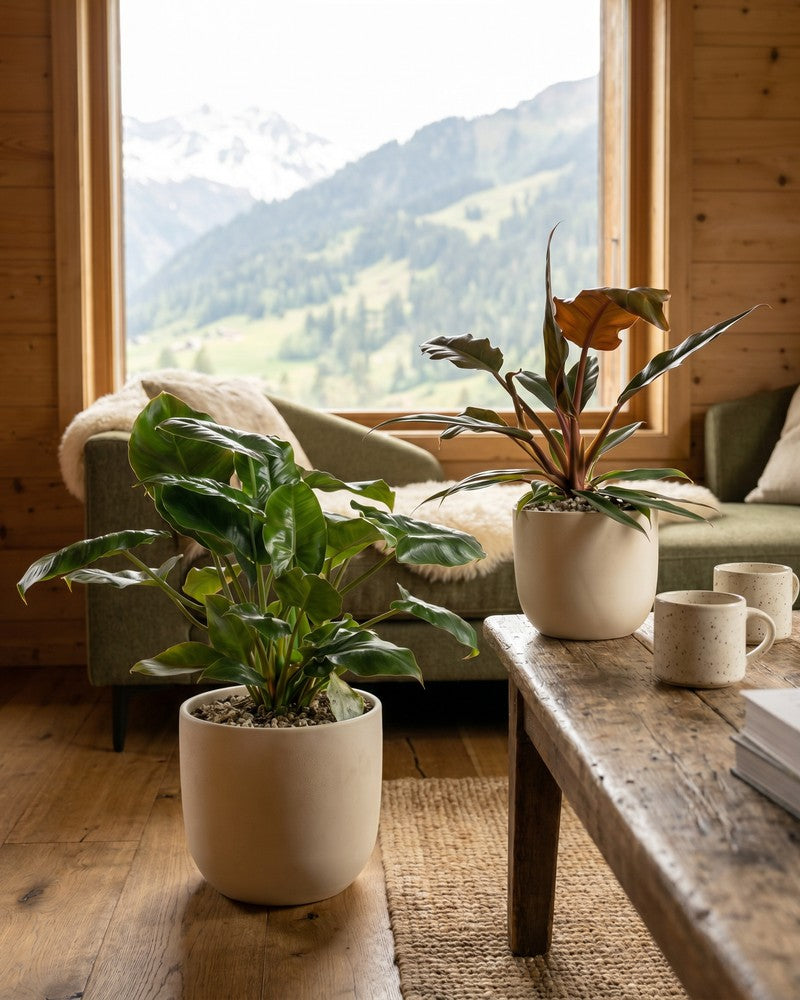 feey-variado-philodendron-power-duo-pflanzenset-ohne-bertopf image 2