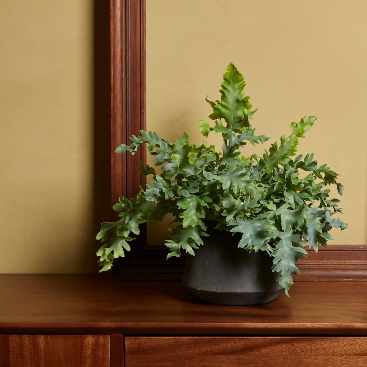 plnts-rareplnts-phlebodium-aureum-davana-zimmerpflanze-25cm-luftreinigend image 6
