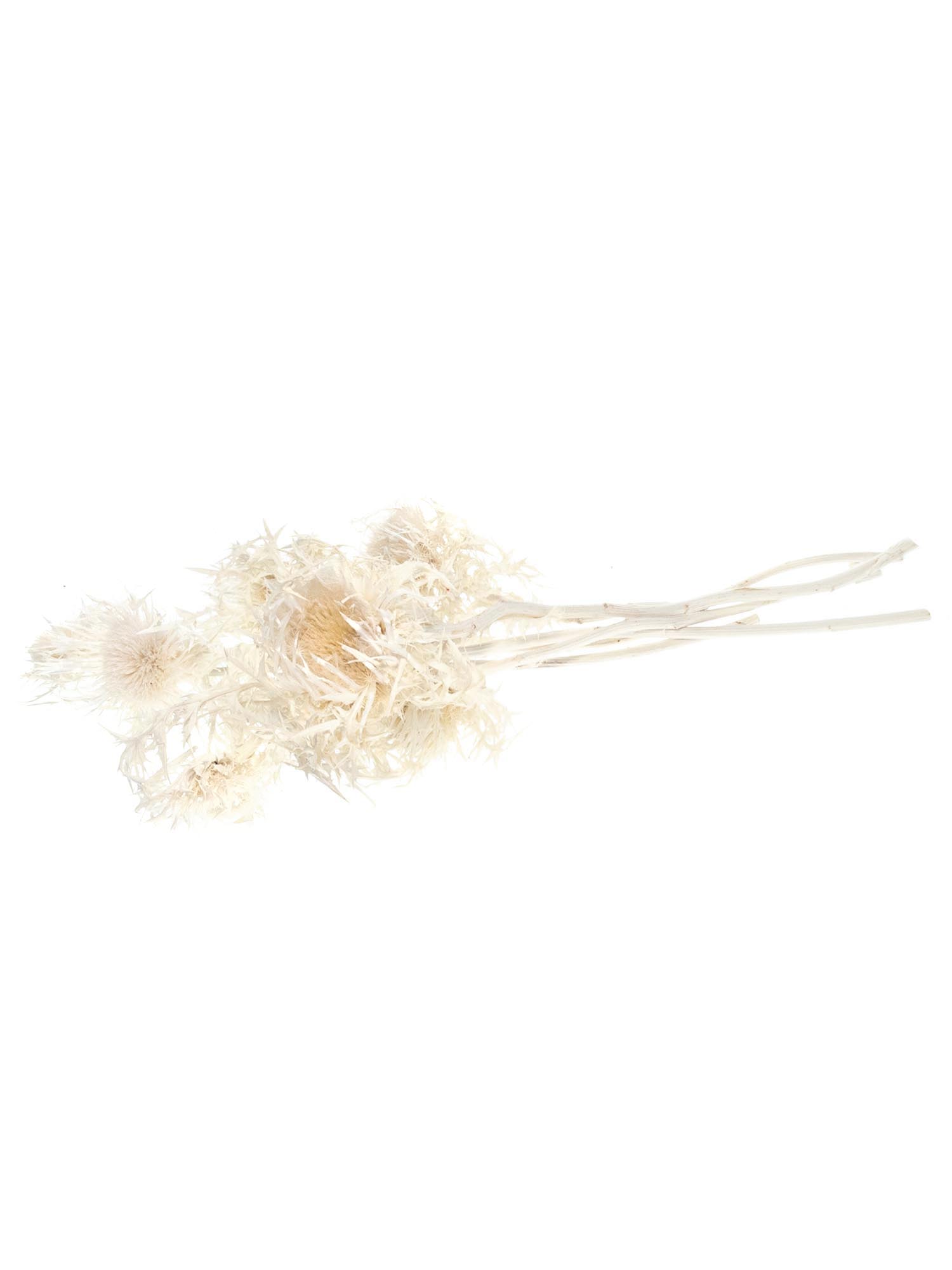 blumigo-trockenblumen-distel-silver-thistle-wei-creme image 3