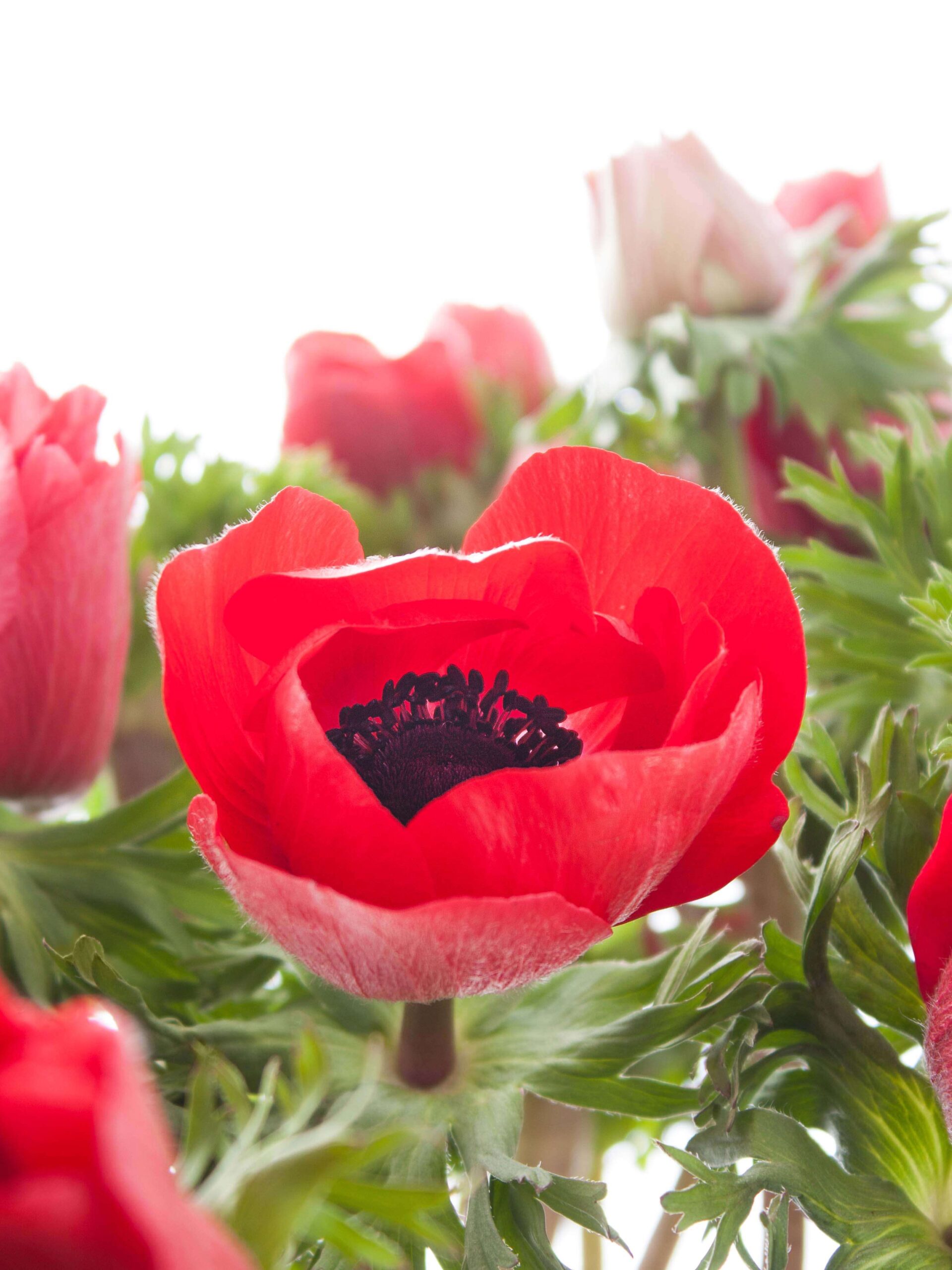blumigo-anemonen-xl-mistral-rot-schnittblumen image 1