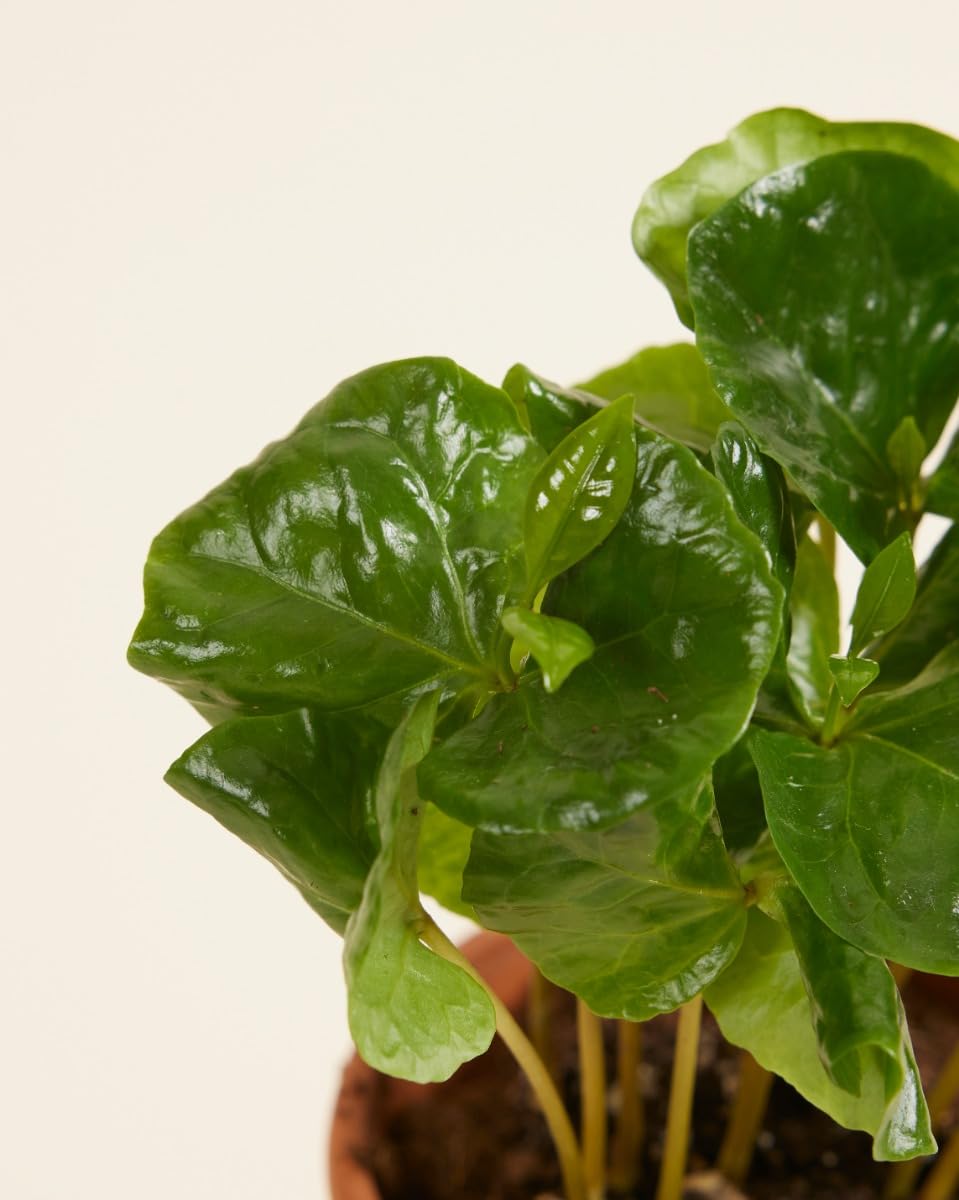 plnts-babyplnts-baby-coffea-arabica-zimmerpflanze-15-cm image 3