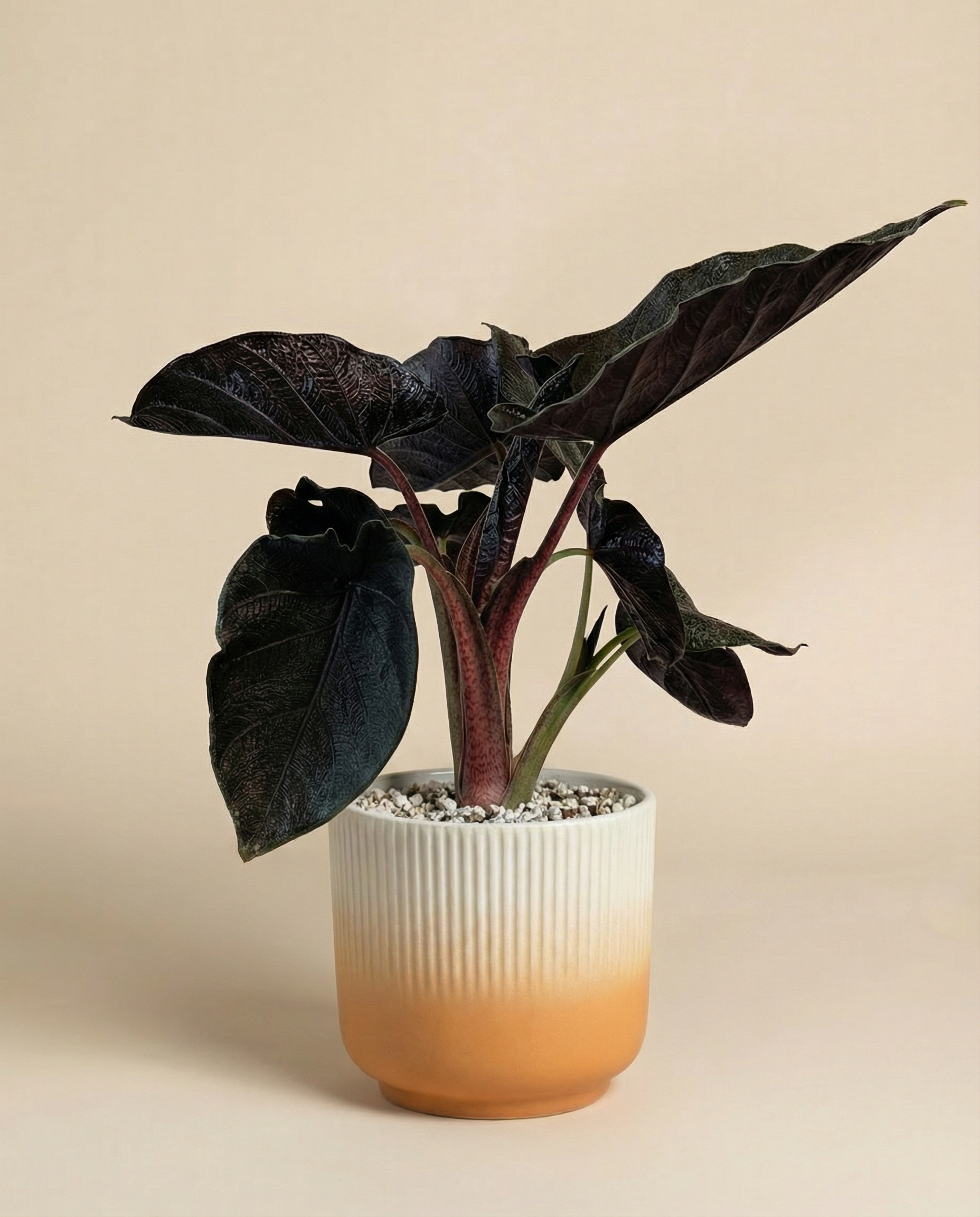 feey-alocasia-antoro-velvet-elefantenohr image 7