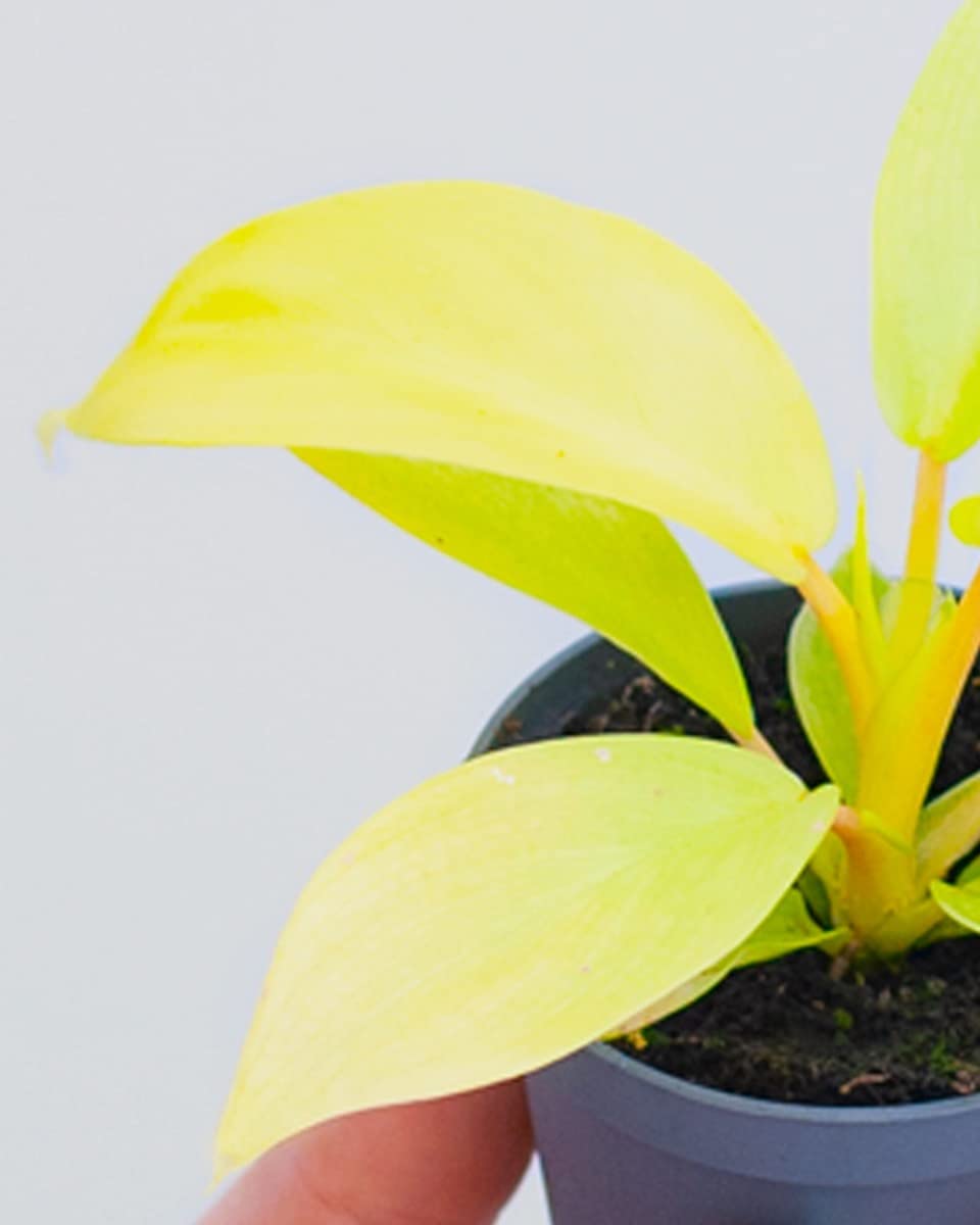 plnts-babyplnts-philodendron-lemon-lime-zimmerpflanze-6cm-pflegeleicht image 3