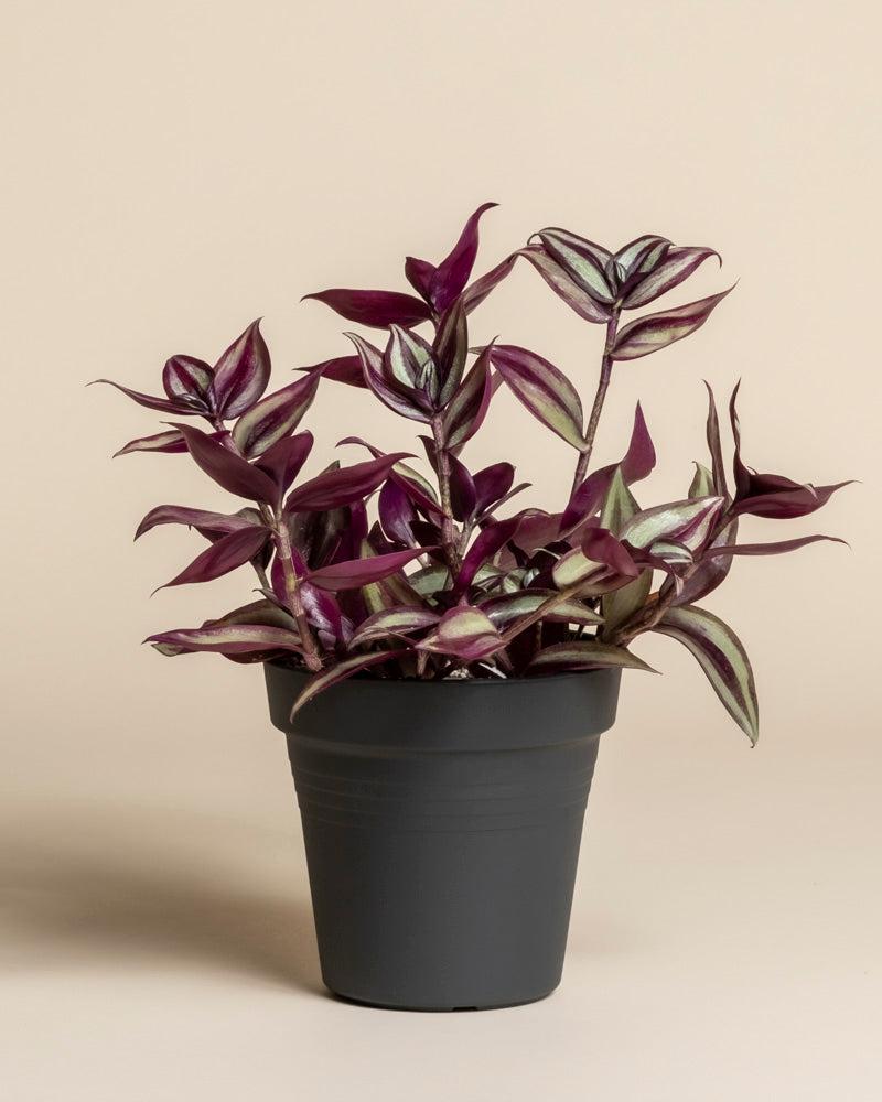 feey-variado-tradescantia-zebrina-zimmerpflanze-ohne-bertopf image 3
