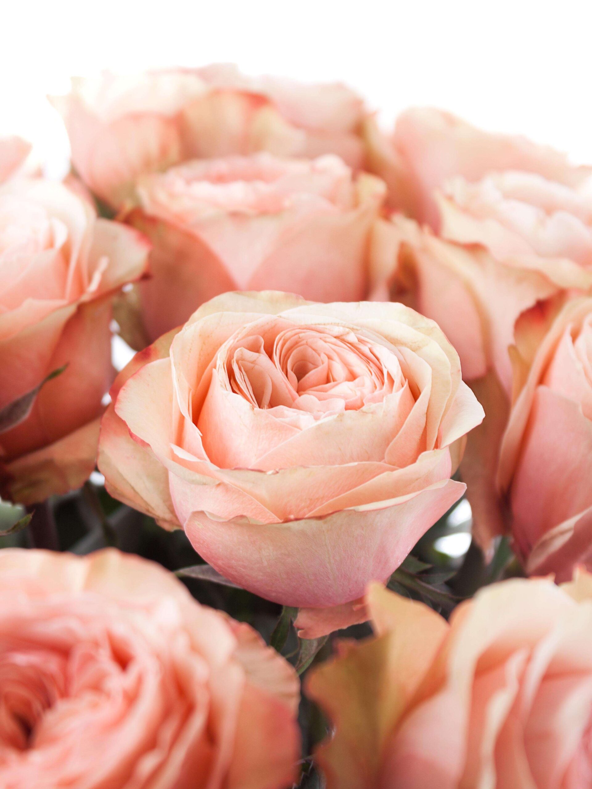 blumigo-rosen-kahala-rose-creme-apricot-einzelstiel image 1