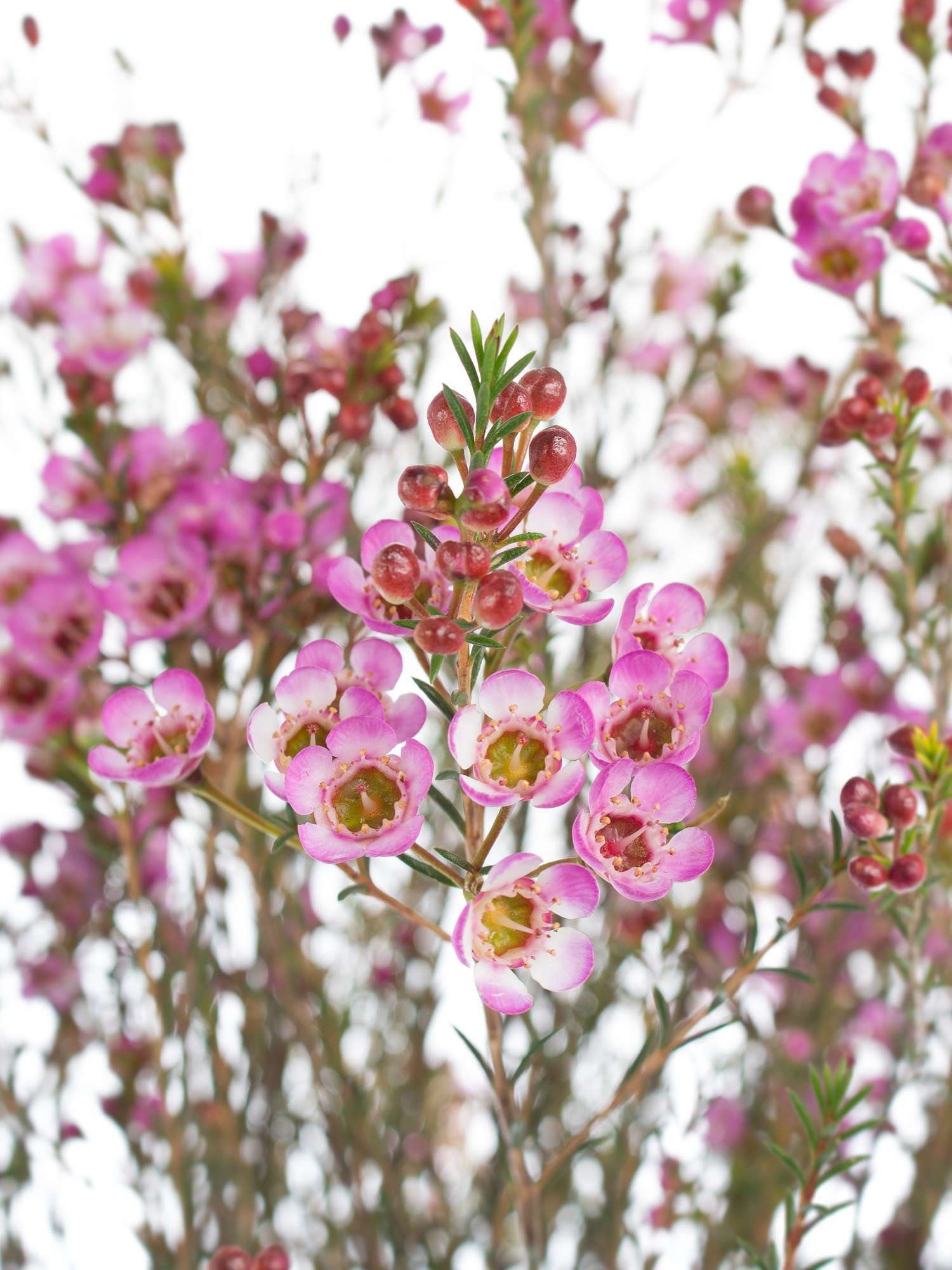 blumigo-blattwerk-wachsblume-adi-schnittblume-pink image 1