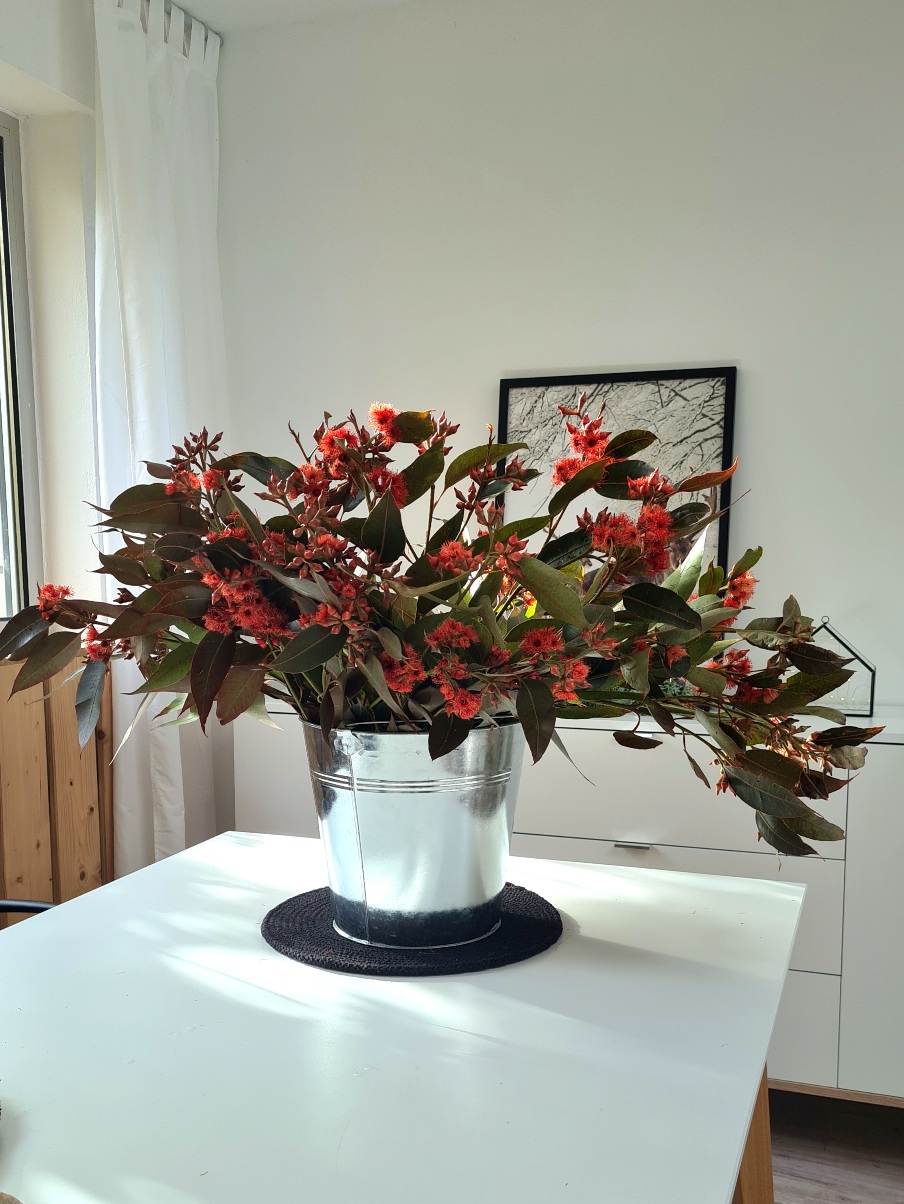 blumigo-eukalyptus-robusta-bund-rot-mit-fruchtst-nden image 2