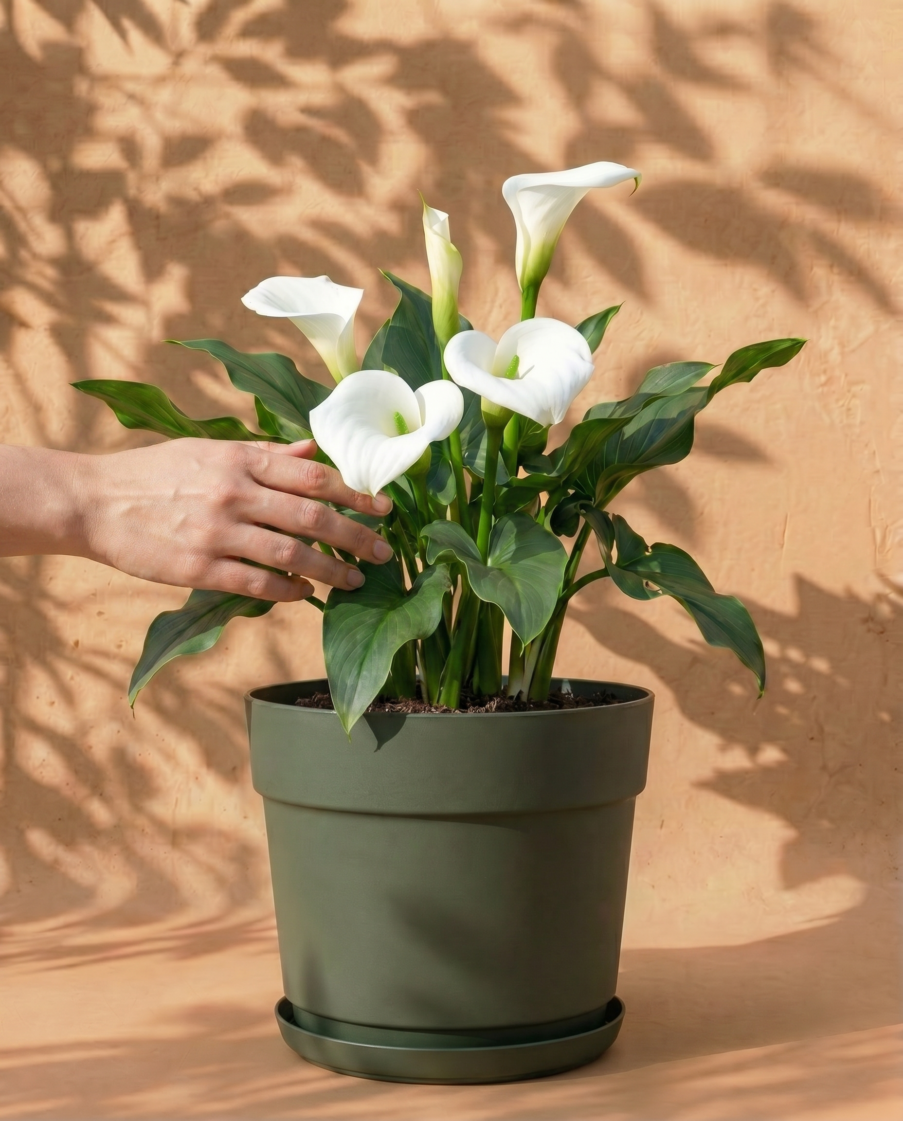 feey-amsterdam-calla-wei-blumenzwiebeln-3-st-ck image 1