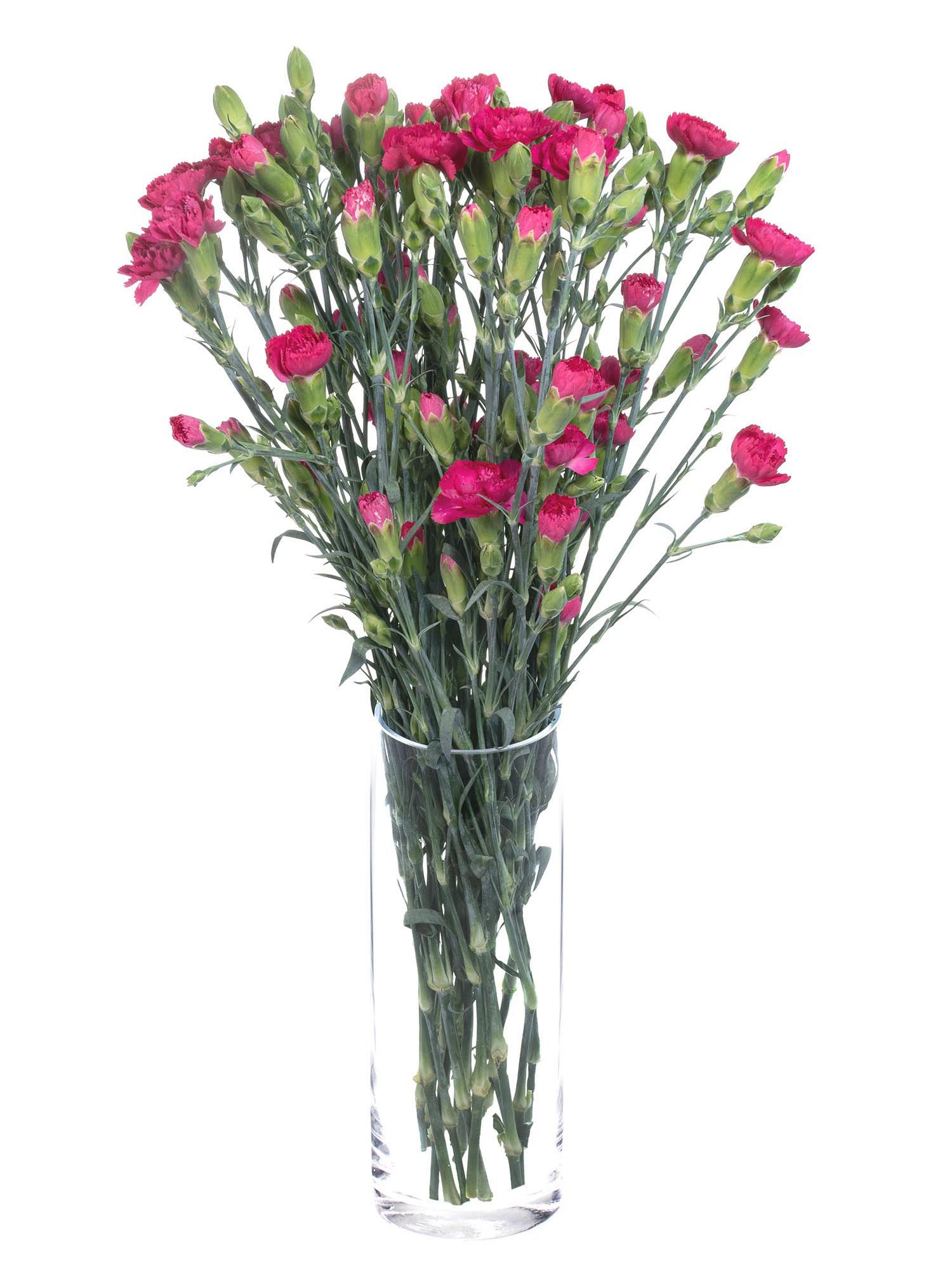 blumigo-nelken-pigeon-verzweigte-nelke-pink-frisch image 2