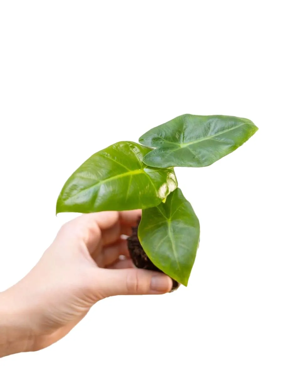 plnts-babyplnts-alocasia-golden-lutea-babypflanze-10cm image 1