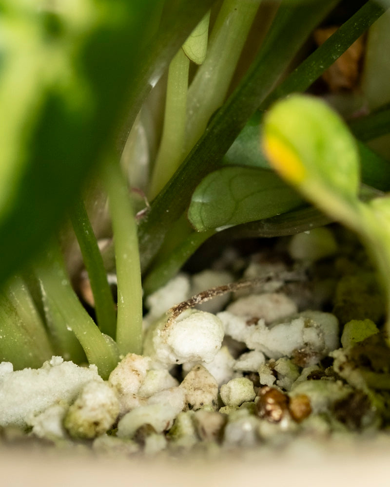 feey-variado-syngonium-pixie-zimmerpflanze-ohne-topf image 8