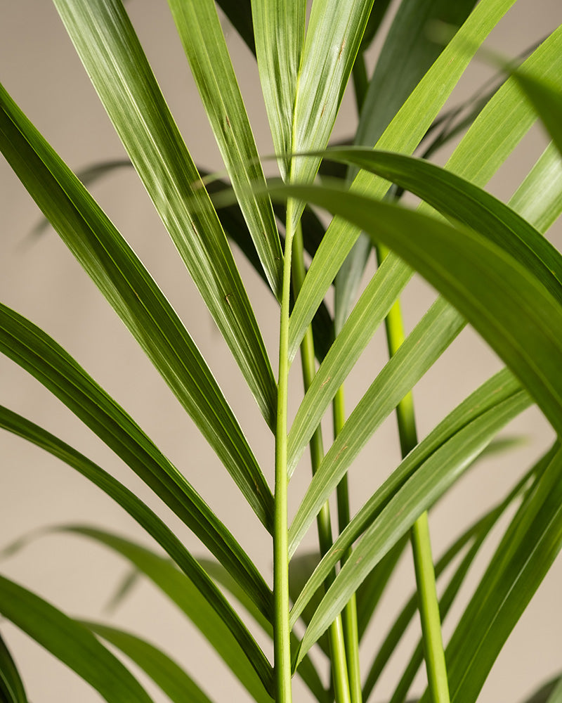 feey-variado-kentiapalme-zimmerpflanze-gro-tierfreundlich image 2