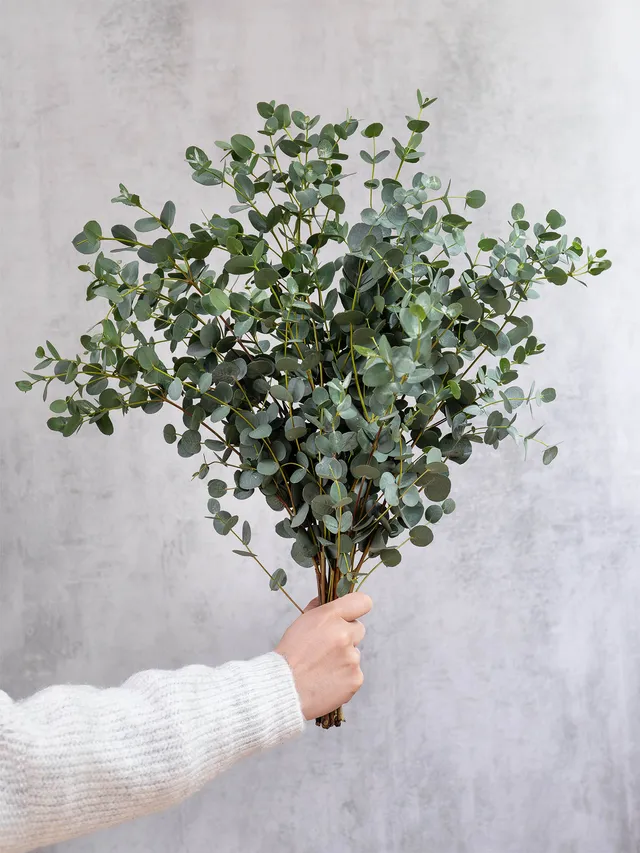 blumigo-eukalyptus-gunni-gr-ner-bund-frisch image 1