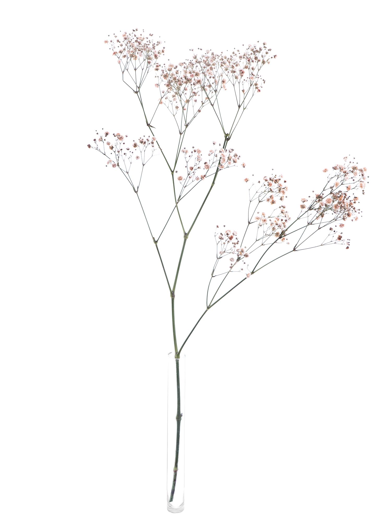 blumigo-schleierkraut-painted-schnittblume-creme-apricot image 4
