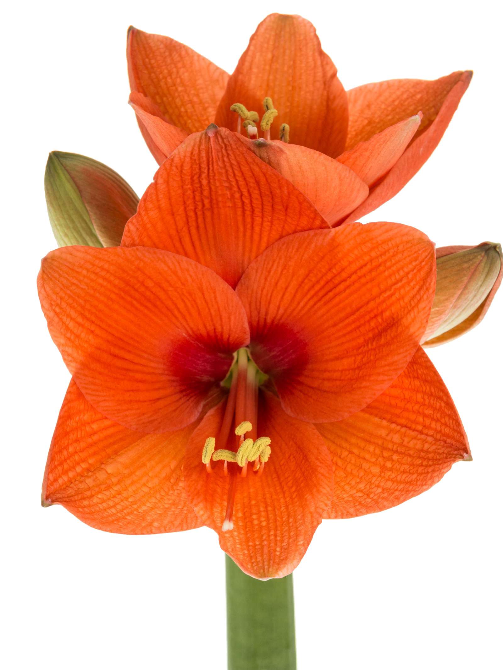 blumigo-amaryllis-naranja-schnittblume-orange image 3