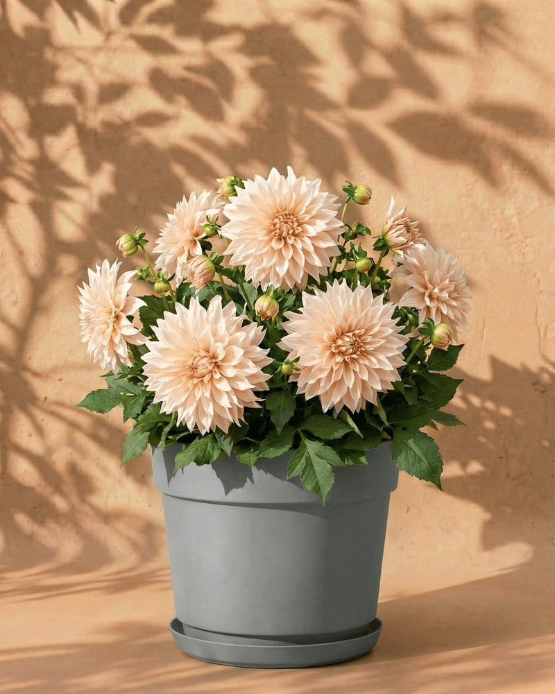 feey-amsterdam-dahlien-beige-3-stk-blumenzwiebeln-cafe-au-lait image 7