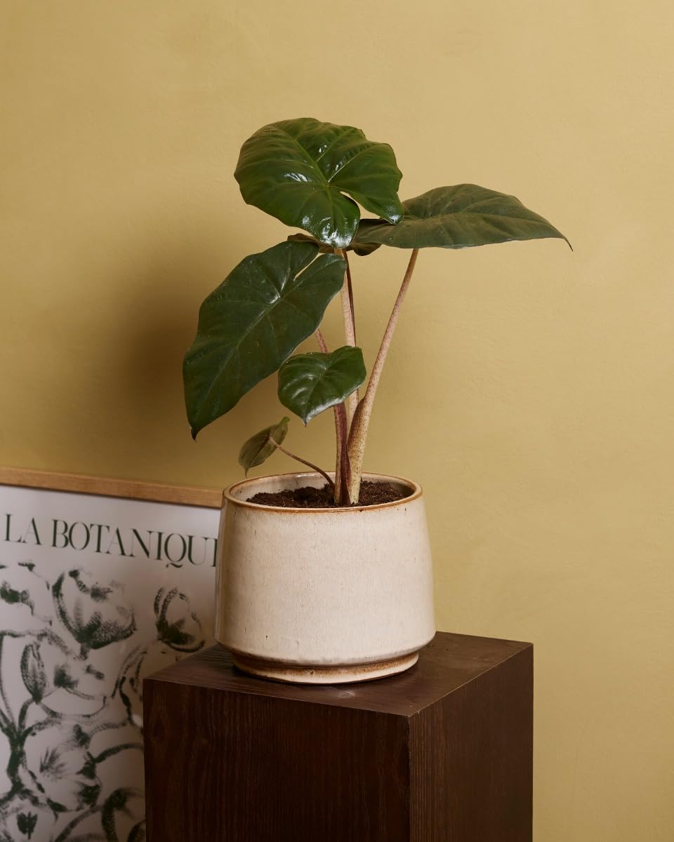 plnts-rareplnts-alocasia-yucatan-princess-pfeilblatt-14cm image 5