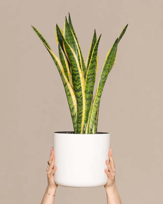 feey-variado-schwiegermutterzunge-xl-sansevieria-60-70cm image 1