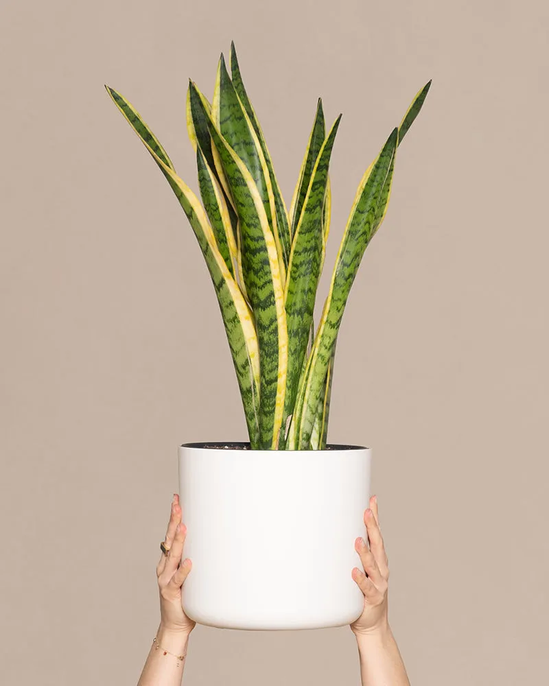 feey-variado-schwiegermutterzunge-xl-sansevieria-60-70cm image 1
