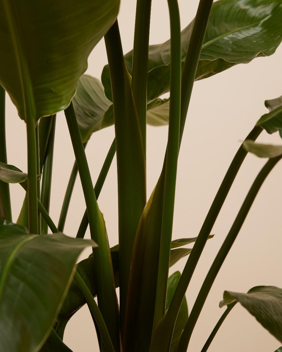 plnts-strelitzia-nicolai-zimmerpflanze-27cm-topf-160cm-gro-e-pflanze image 5