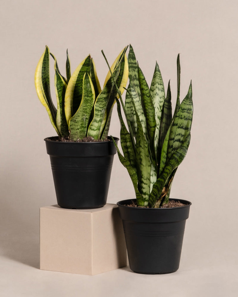feey-variado-unzerst-rbares-duo-sansevieria-set-pflegeleicht image 3
