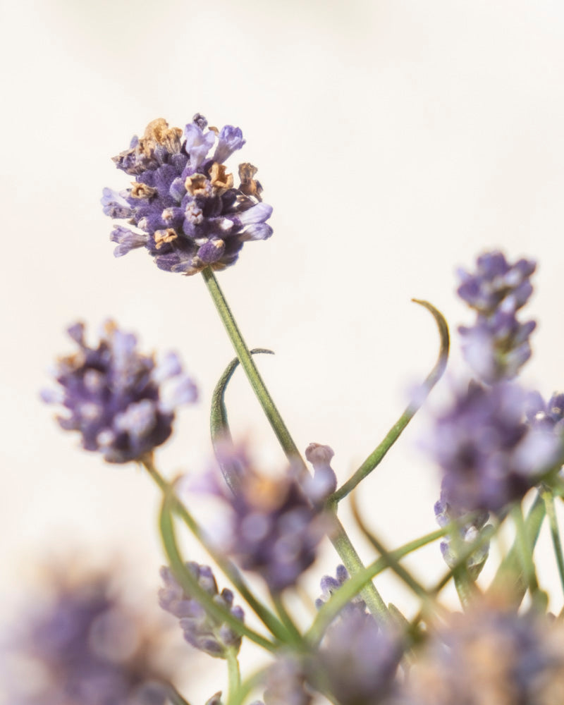feey-amsterdam-lavendel-hidcote-blue-ohne-topf-winterhart image 7