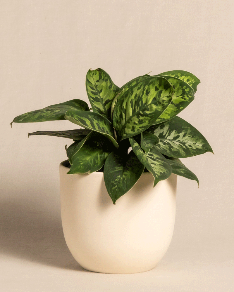 feey-variado-homalomena-camouflage-zimmerpflanze-ohne-bertopf image 6