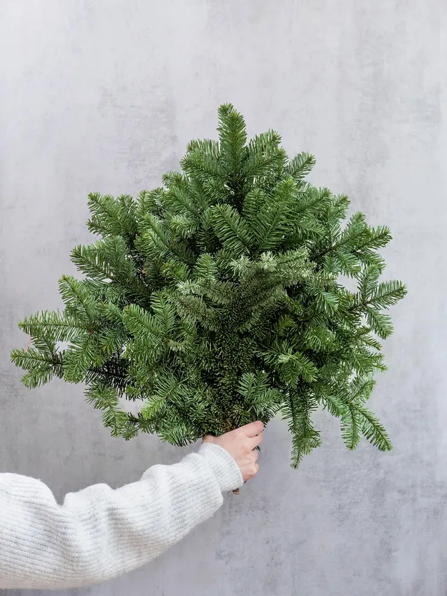 blumigo-tannengr-n-edeltanne-abies-nobilis-bund-deko image 1