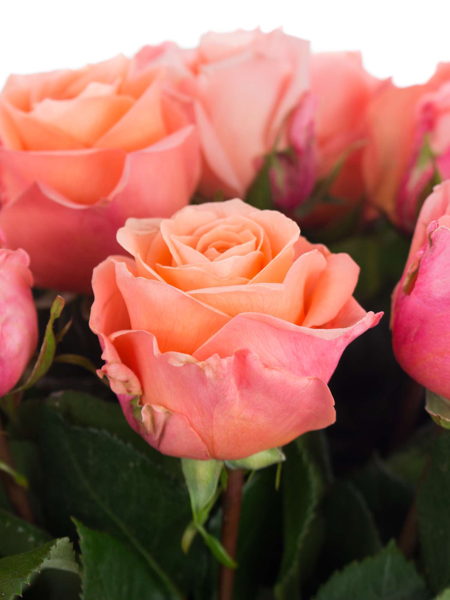 blumigo-rosen-lady-margaret-schnittrosen-lachs-creme image 1