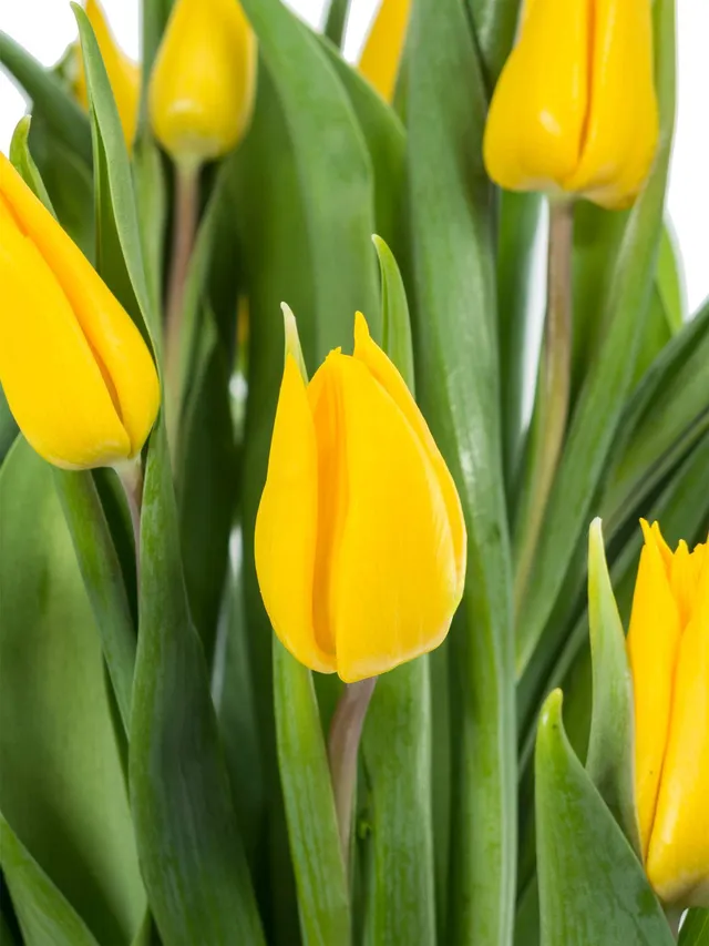 blumigo-tulpen-yokohama-schnittblumen-gelb-frisch-8-tage image 1