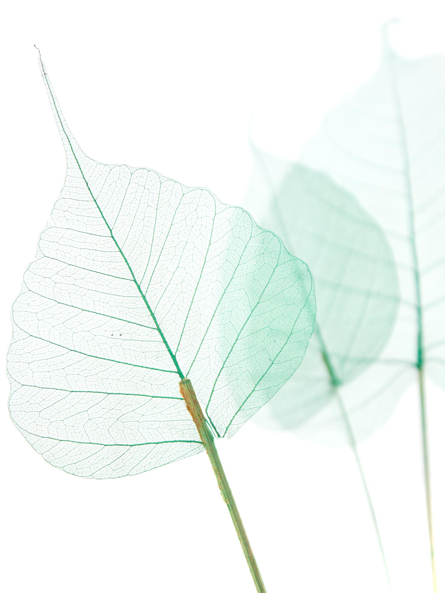 blumigo-trockenblumen-skelettbl-tter-bl-tter-gr-n image 1