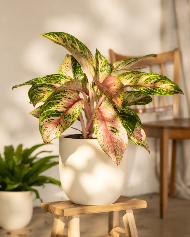 feey-variado-aglaonema-cocomelon-halbschattig image 4