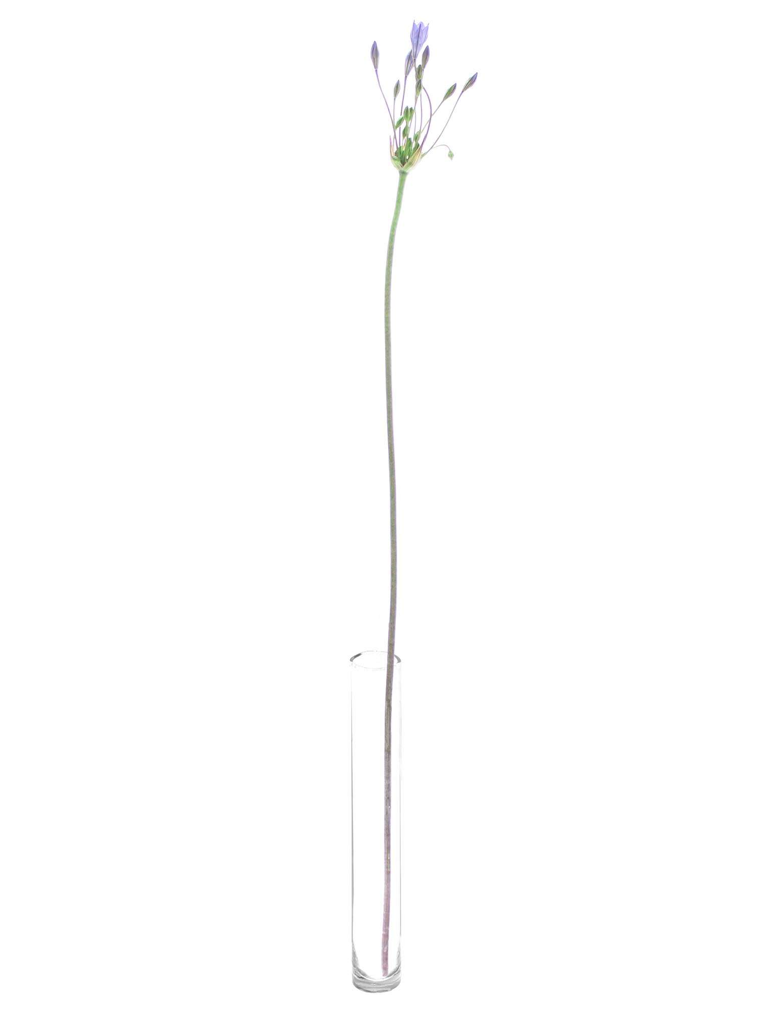 blumigo-blattwerk-sternblume-brodiaea-blues-schnittblume-blau image 3