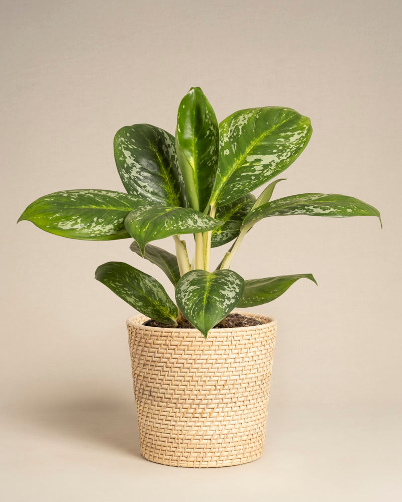 feey-variado-aglaonema-onyx-green-ohne-bertopf image 5