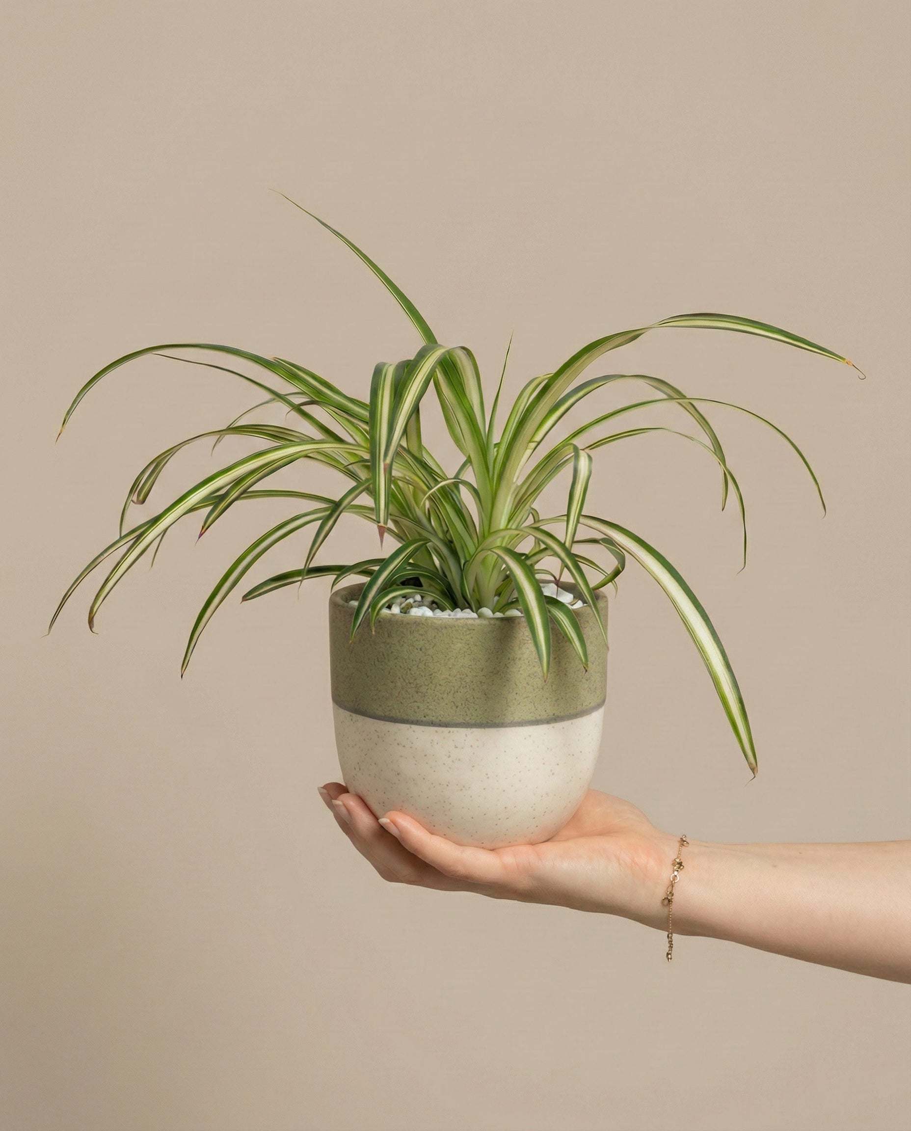 feey-gr-nlilie-chlorophytum-zimmerpflanze-tierfreundlich image 1